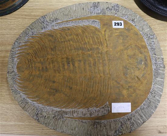 A large single trilobite fossil Length 44cm